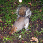 un écureuil à Dublin