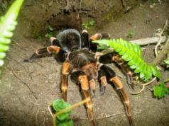 Randonnée de nuit dans la jungle au Costa Rica