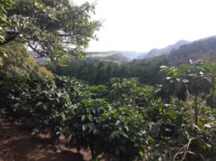 Visiter une plantation de café au Costa Rica Visiter une plantation de café au Costa Rica