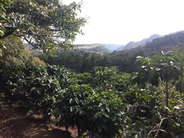 Visiter une plantation de café au Costa Rica