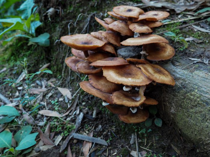 photo de champignons parc naturel de São Miguel, Açores