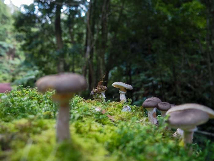 photo de champignons à la Caldeira Velha