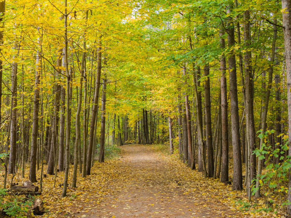 photo balade en forêt en automne au Canada