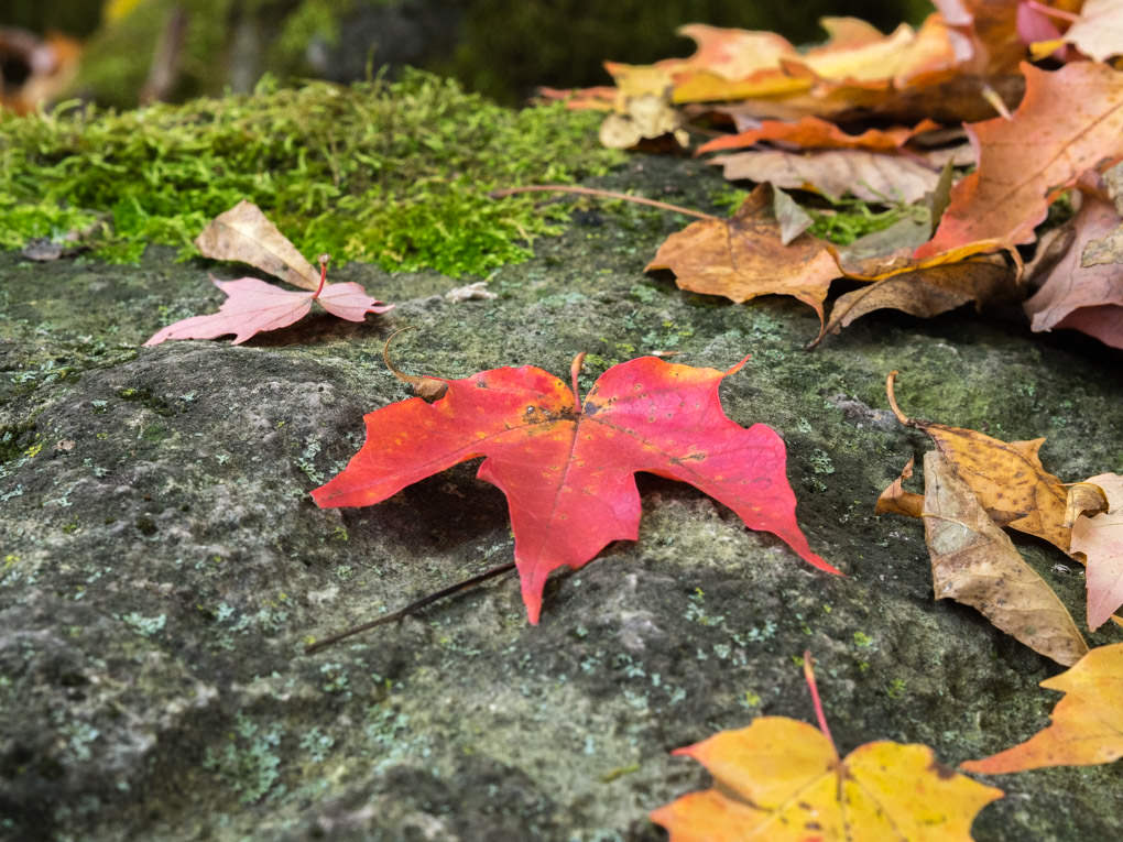 photo de nature en randonnée en automne